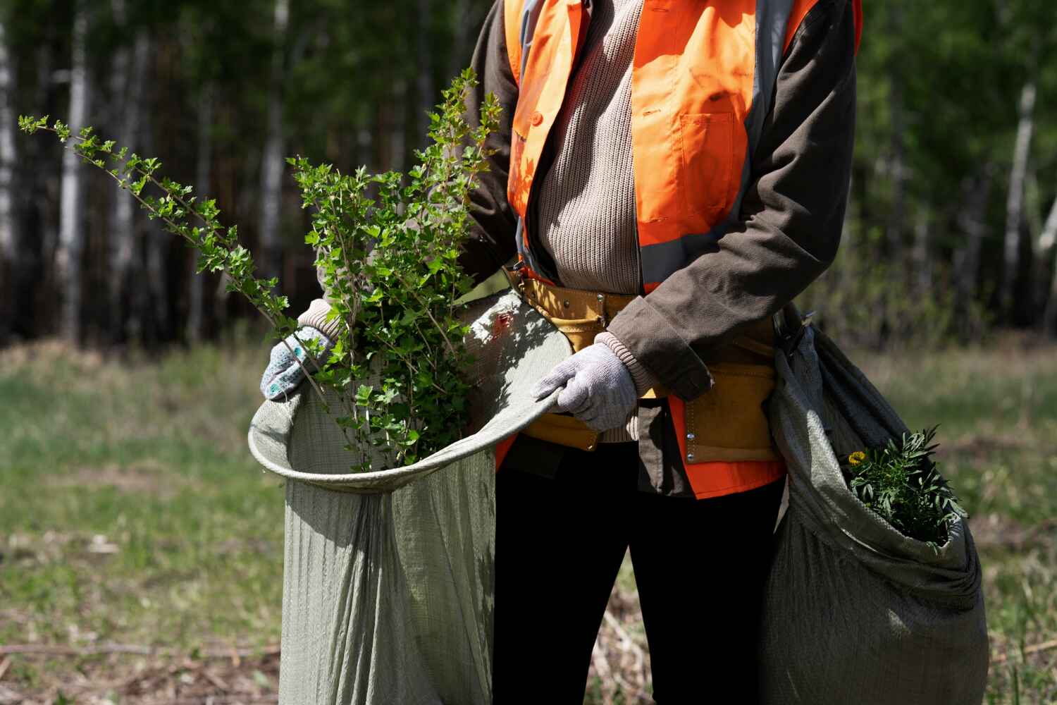 Best Tree Care Services  in USA